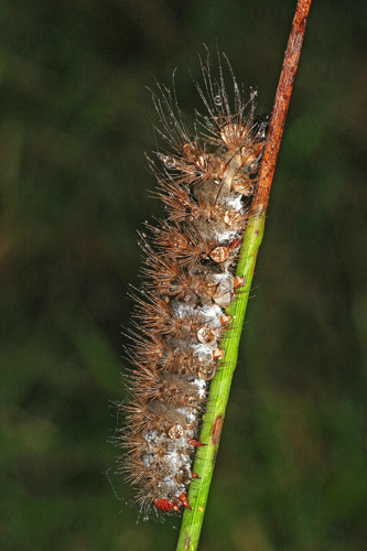 identificazione bruco